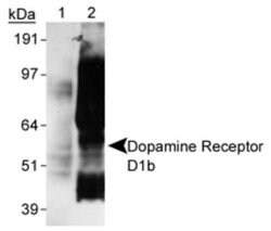 Dopamine D5R/DRD5 Antibody (SG4-D1b) - Azide and BSA Free, Novus Biologicals